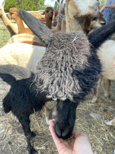 Premiere Alpaca Experience