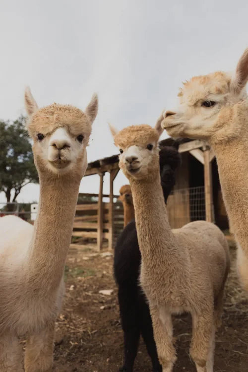 The History of Alpacas: A Journey through Time