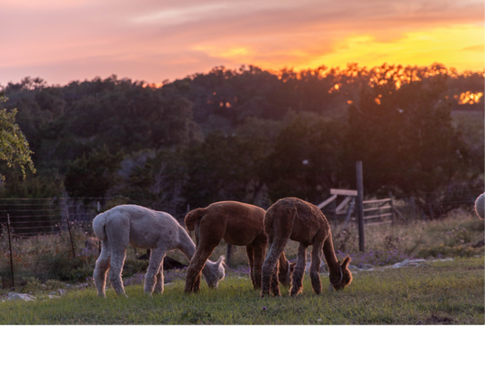 Why alpaca poop?