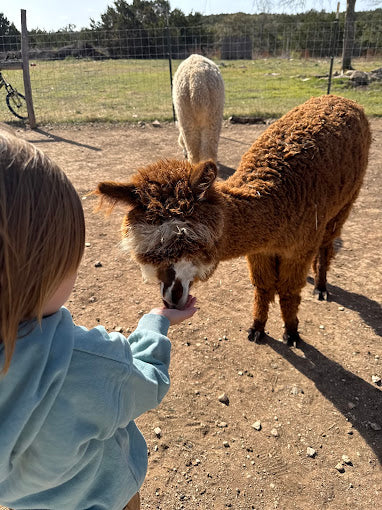 Premiere Alpaca Experience