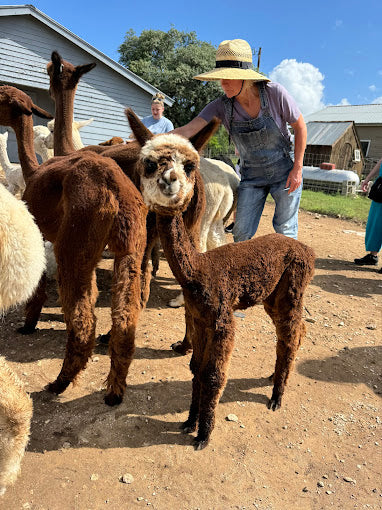 Premiere Alpaca Experience