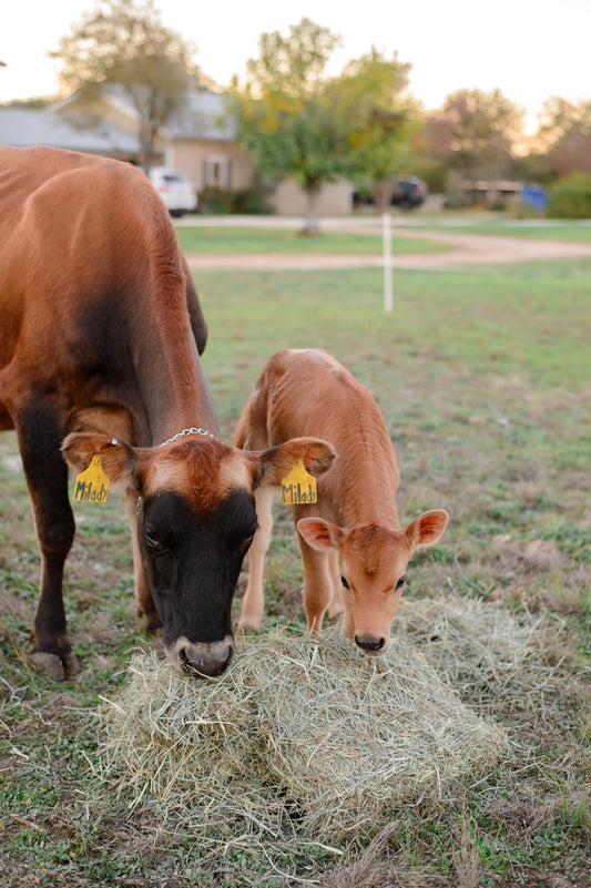 Raw Milk Herdshare Buy-in